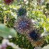 Wood Screw Floating Allium Dandelion Sculptures