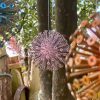 Wood Screw Floating Allium Dandelion Sculptures