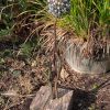 Rustic Nail Dandelion / Allium Garden Décor (IN-STOCK)