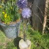 Pair of Purple & Lilac Dandelion's / Allium's (IN-STOCK)