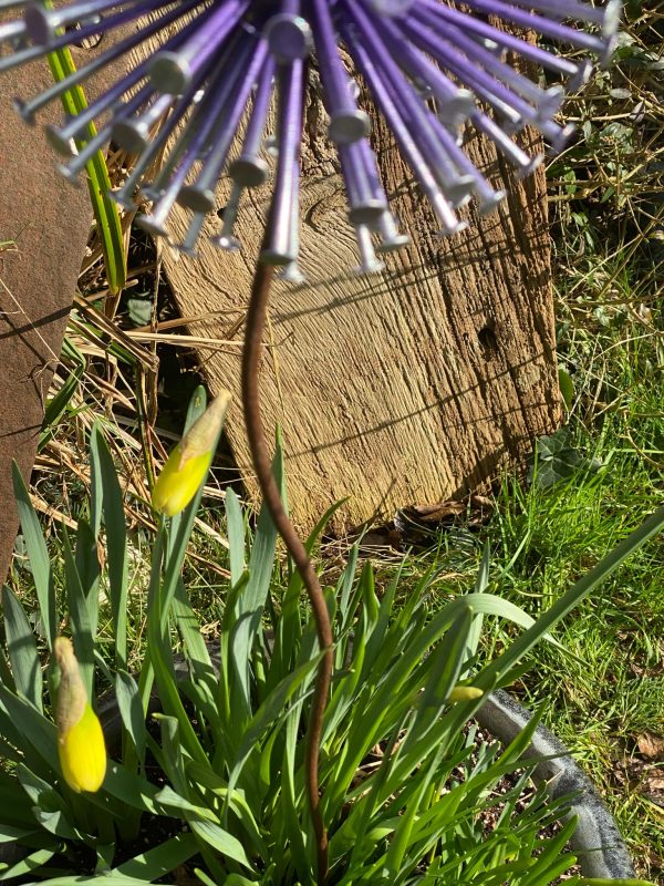 Large Dandelion / Allium Garden Décor (IN-STOCK)