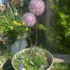 Pink Aluminium Nail Dandelion Feature (IN-STOCK)