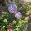 Pink Aluminium Nail Dandelion Feature (IN-STOCK)