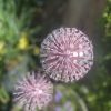 Pink Aluminium Nail Dandelion Feature (IN-STOCK)