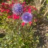 Purple Dandelion / Allium Lawn Spikes Ornament