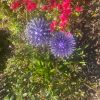 Purple Dandelion / Allium Lawn Spikes Ornament