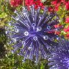 Purple Dandelion / Allium Lawn Spikes Ornament