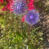 Purple Dandelion / Allium Lawn Spikes Ornament