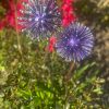 Purple Dandelion / Allium Lawn Spikes Ornament