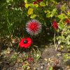Red Dandelion & Poppy Feature (IN-STOCK)