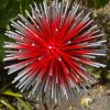 Red Dandelion & Poppy Feature (IN-STOCK)