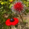 Red Dandelion & Poppy Feature (IN-STOCK)