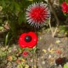 Red Dandelion & Poppy Feature (IN-STOCK)