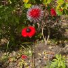 Red Dandelion & Poppy Feature (IN-STOCK)