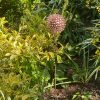 Two Tone Nail Allium / Dandelion Garden Feature