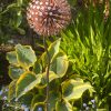 Two Tone Nail Allium / Dandelion Garden Feature