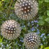 Iroko Wood and Aluminium Nail Dandelion Sculpture