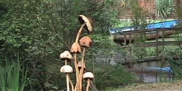   Magic Mushrooms Gallery
