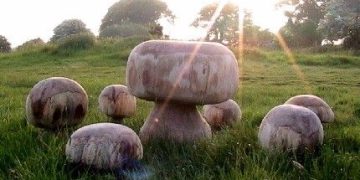   Garden Mushrooms Gallery