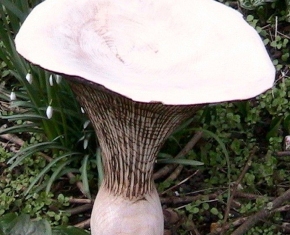 Chanterelle-Mushroom-Ornaments-16