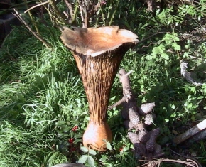 Chanterelle-Mushroom-Ornaments-5