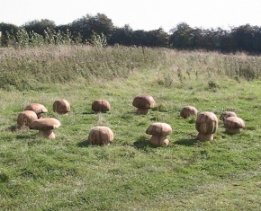 mushroom5